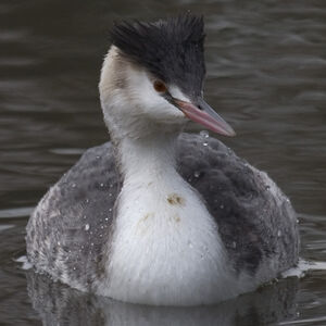 Great Crested Grebe 
&copy; Didier Collin