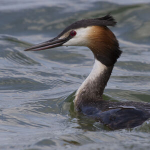Great Crested Grebe 
&copy; Didier Collin