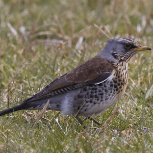 Fieldfare