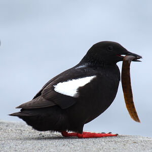 Guillemot à miroir