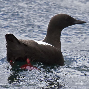 Guillemot à miroir