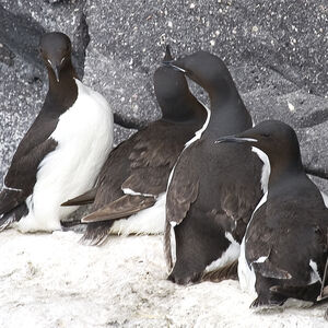 Guillemot de Br�nnich 
&copy; Didier Collin