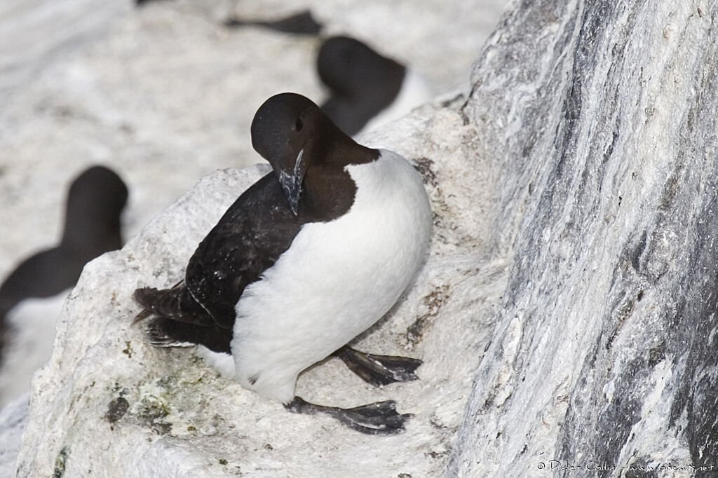 Thick-billed Murre, identification