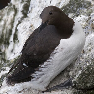 Guillemot de Tro�l 
&copy; Didier Collin