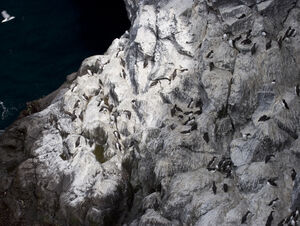 Guillemot de Tro�l 
&copy; Didier Collin