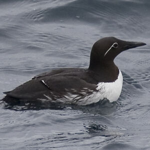 Guillemot de Tro�l 
&copy; Didier Collin