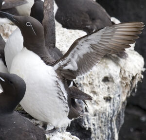 Guillemot de Tro�l 
&copy; Didier Collin