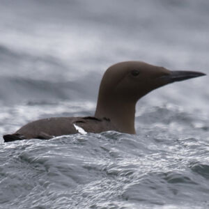 Guillemot de Tro�l 
&copy; Didier Collin