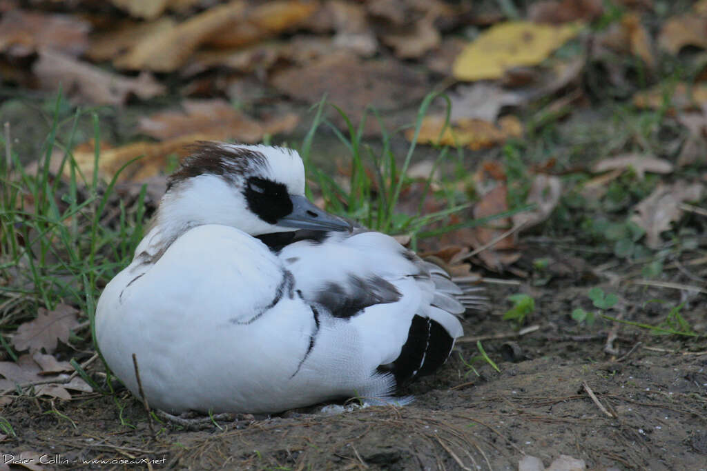 Smew male adult transition