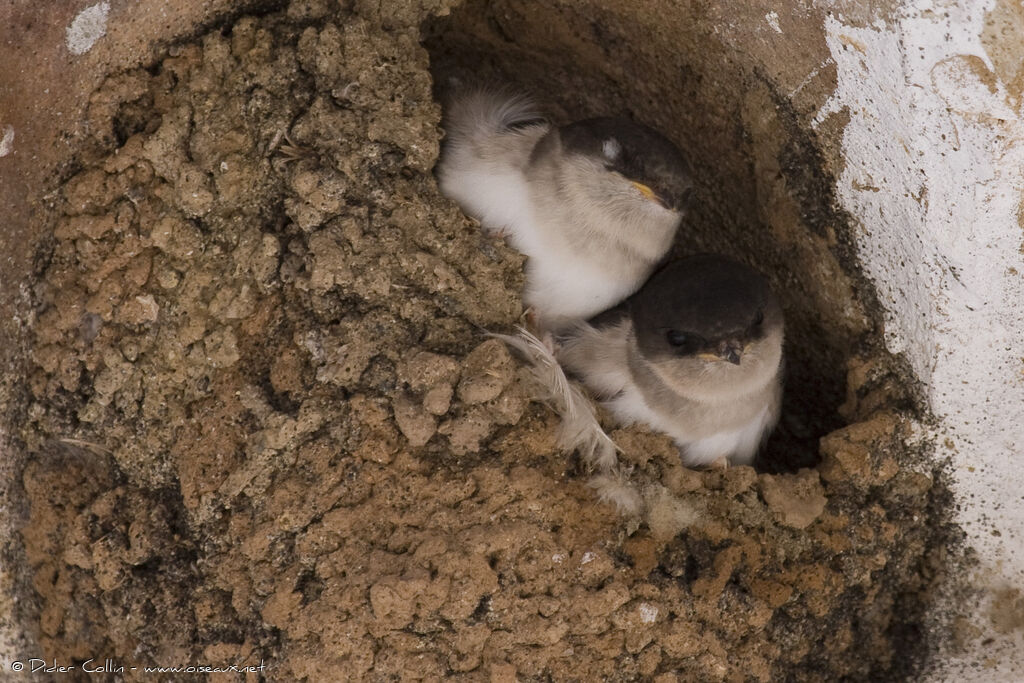 Common House Martinjuvenile, Reproduction-nesting