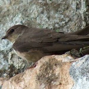 Eurasian Crag Martin 
&copy; Didier Collin
