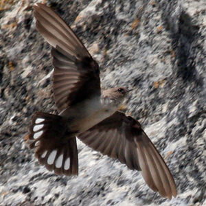 Eurasian Crag Martin 
&copy; Didier Collin