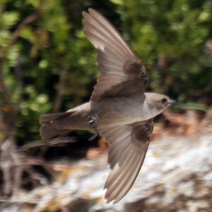 Eurasian Crag Martin 
&copy; Didier Collin