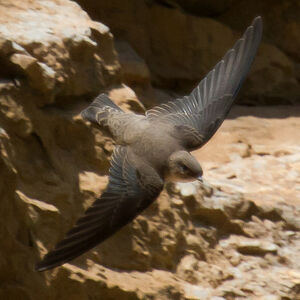 Eurasian Crag Martin 
&copy; Didier Collin