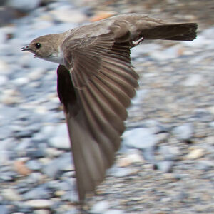 Eurasian Crag Martin 
&copy; Didier Collin