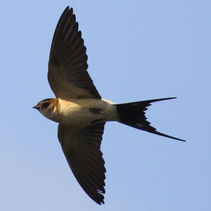 Red-rumped Swallow 
&copy; Didier Collin