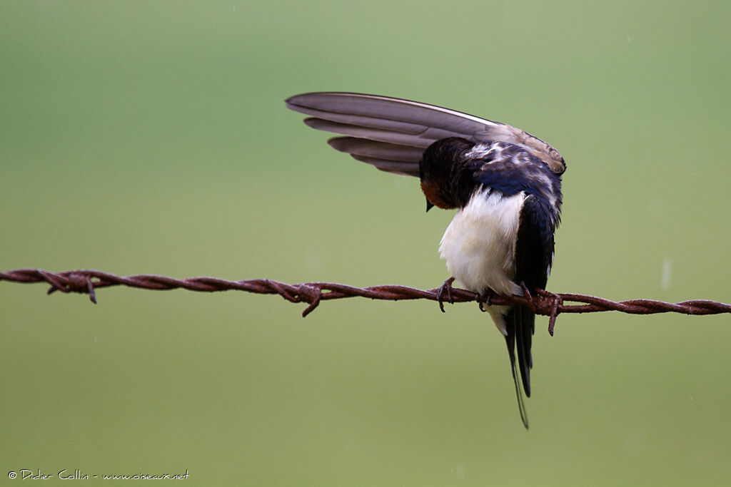 Barn Swallow, care, Behaviour