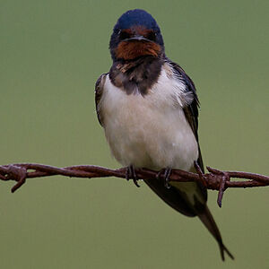 Barn Swallow 
&copy; Didier Collin
