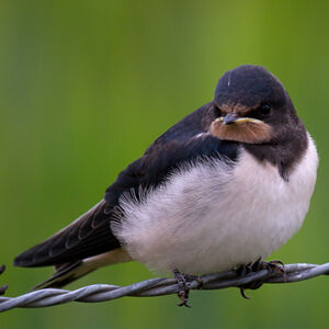 Barn Swallow 
&copy; Didier Collin