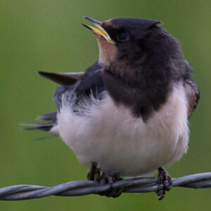 Barn Swallow 
&copy; Didier Collin