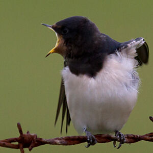 Barn Swallow 
&copy; Didier Collin
