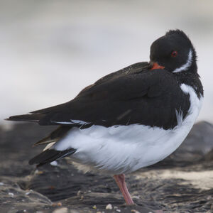 Eurasian Oystercatcher 
&copy; Didier Collin