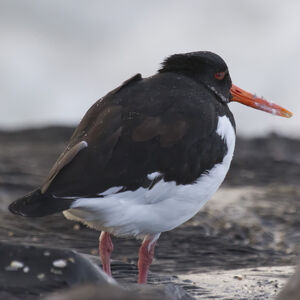 Eurasian Oystercatcher 
&copy; Didier Collin