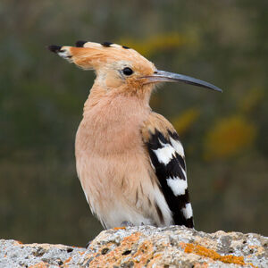 Eurasian Hoopoe 
&copy; Didier Collin