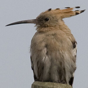 Eurasian Hoopoe 
&copy; Didier Collin