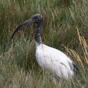 African Sacred Ibis
