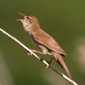 Savi's Warbler