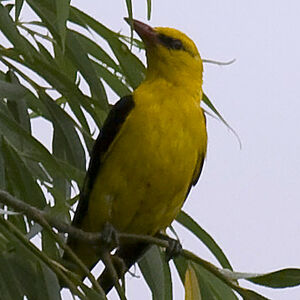 Eurasian Golden Oriole