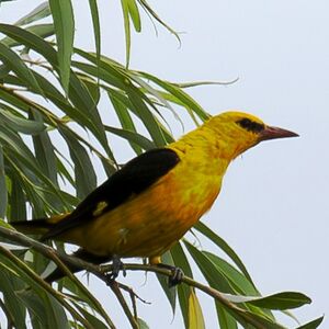 Eurasian Golden Oriole