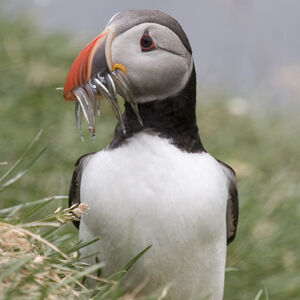 Atlantic Puffin