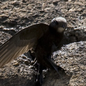 Common Swift 
&copy; Didier Collin
