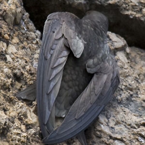 Common Swift 
&copy; Didier Collin