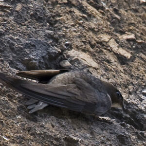Common Swift 
&copy; Didier Collin
