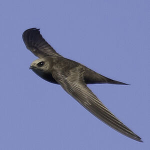 Pallid Swift