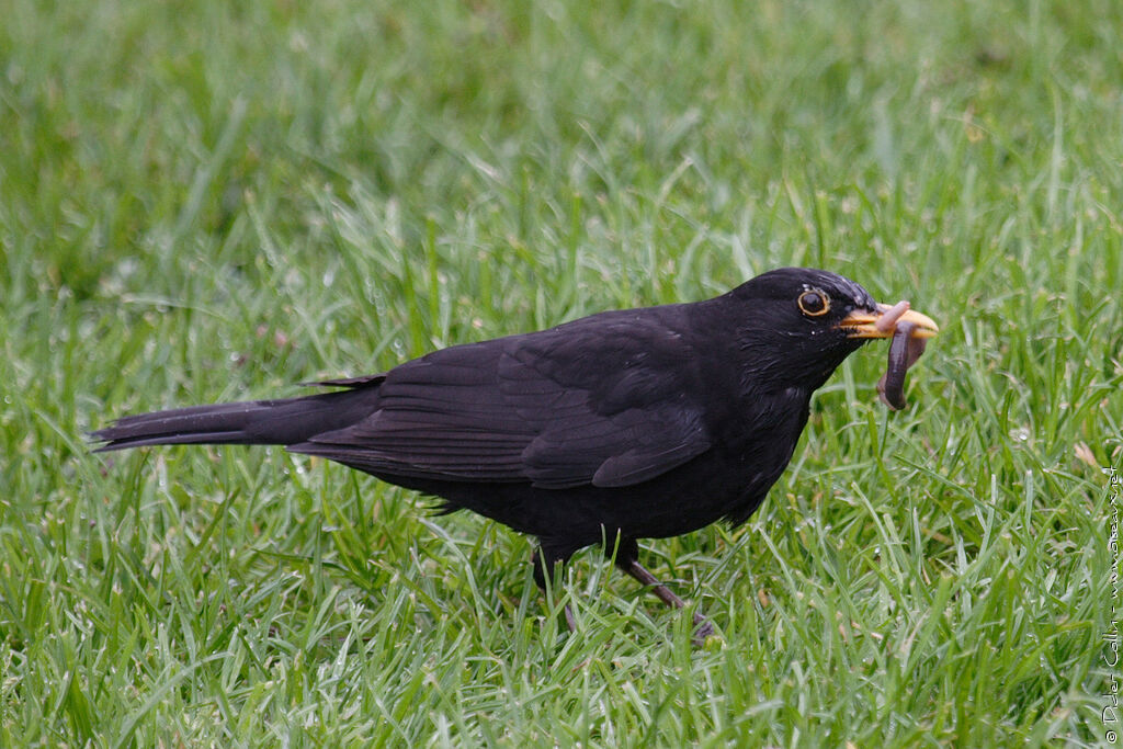 Common Blackbird male adult, feeding habits