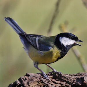 Great Tit 
&copy; Didier Collin