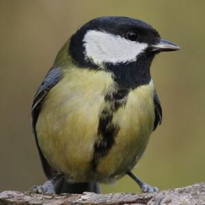Great Tit 
&copy; Didier Collin