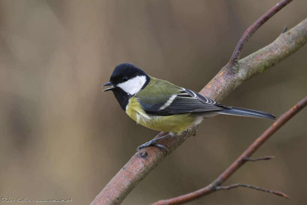 Great Tit male adult post breeding, song