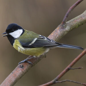 Great Tit 
&copy; Didier Collin