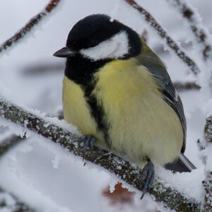 Great Tit 
&copy; Didier Collin