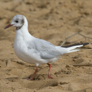Mouette rieuse