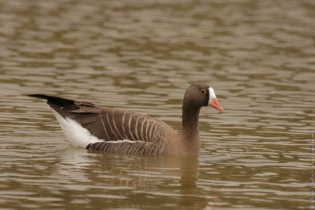 Lesser White-fronted Goose, identification