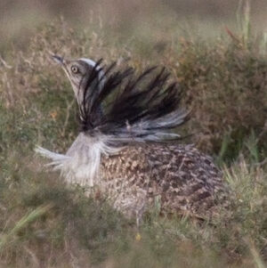 Outarde houbara