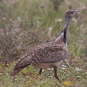 Outarde houbara