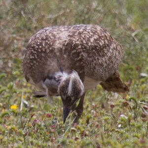 Outarde houbara