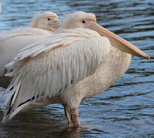 P�lican blanc 
&copy; Didier Collin